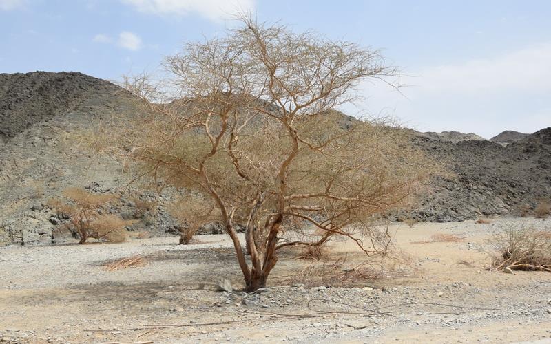 Sîret Mekânları — fotoğraf 5